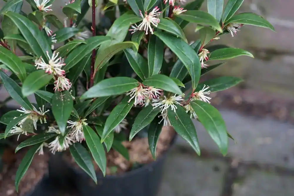 Nog maar een paar beschikbaar - Sarcococca (Sarcococca confusa)