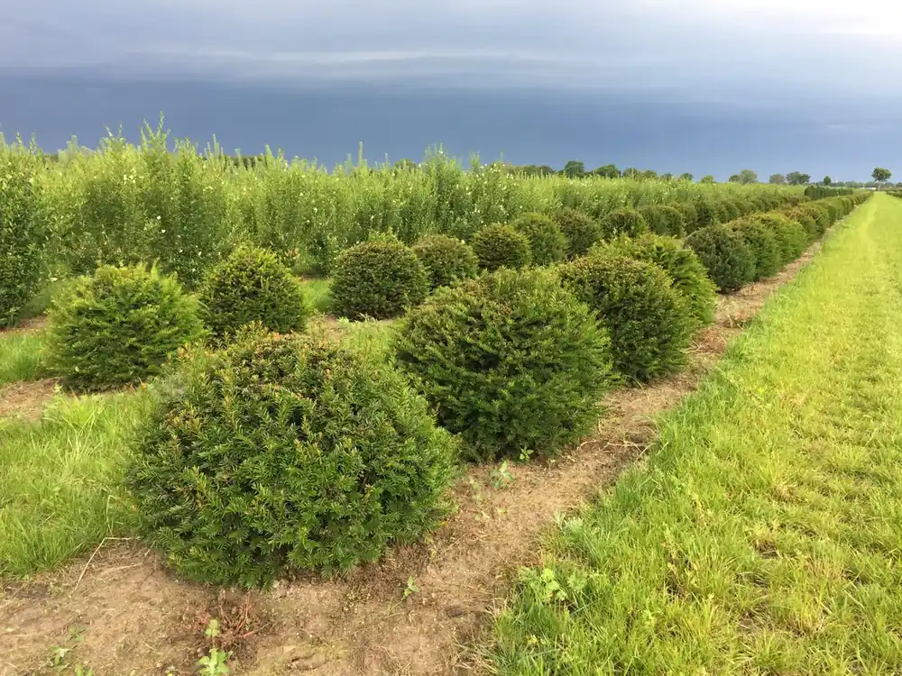 Direct van de fabrikant | Venijnboom als grote bolvorm (Taxus baccata)