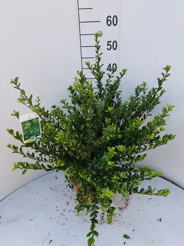 Japanse hulst (Ilex crenata ‘Glory Gem‘) | Net gelanceerd
