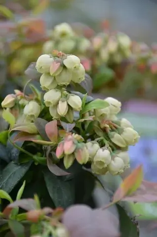Veel voordeel | BerryBux blauwe bes (Vaccinium angustifolium ’BerryBux‘)