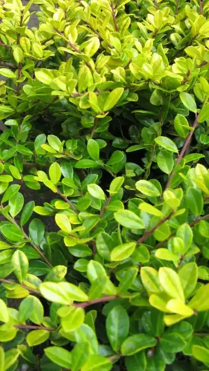 Chinese Hulst (Ilex crenata ‘Golden Gem‘) - Net toegevoegd