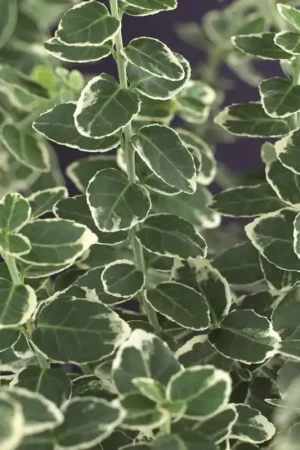 Voorraad bijna op | Kardinaalsmuts (Euonymus fortunei ‘Emerald Gaiety‘)