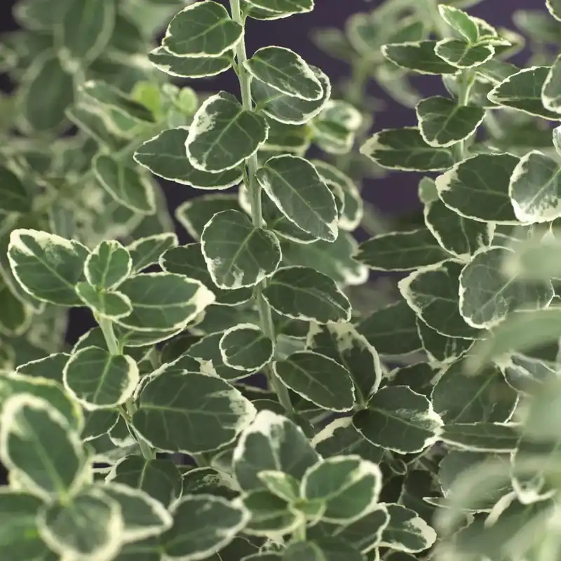 Voorraad bijna op | Kardinaalsmuts (Euonymus fortunei ‘Emerald Gaiety‘)