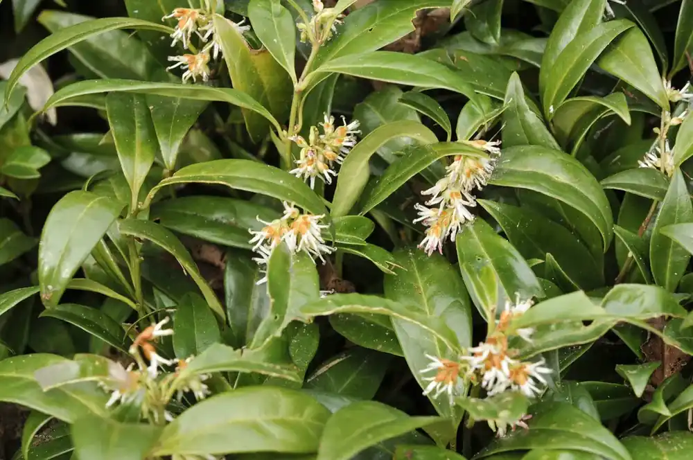 Topprijs | Vleesbes (Sarcococca hookeriana humilis)