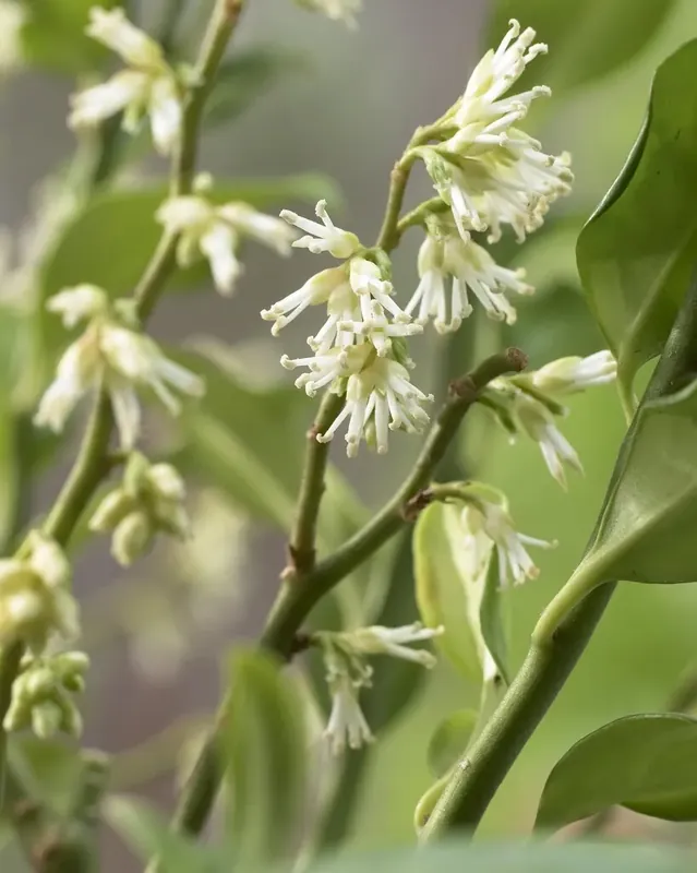 Outlet | Vleesbes (Sarcococca ruscifolia)