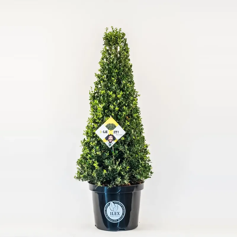 Japanse Hulst in Kegelvorm (Ilex crenata ‘Dark Green‘) - Bespaar meer
