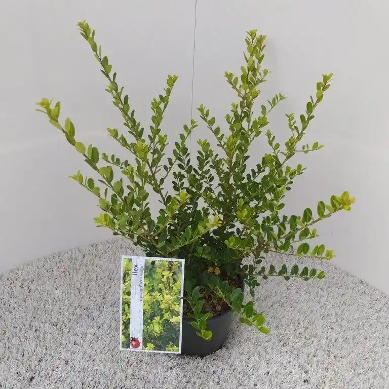 Japanse hulst (Ilex crenata ‘Green Hedge‘) | Speciale deal