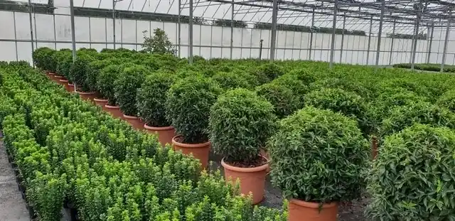 Portugese laurier als bol (Prunus lusitanica ‘Angustifolia‘) - Meest verkocht