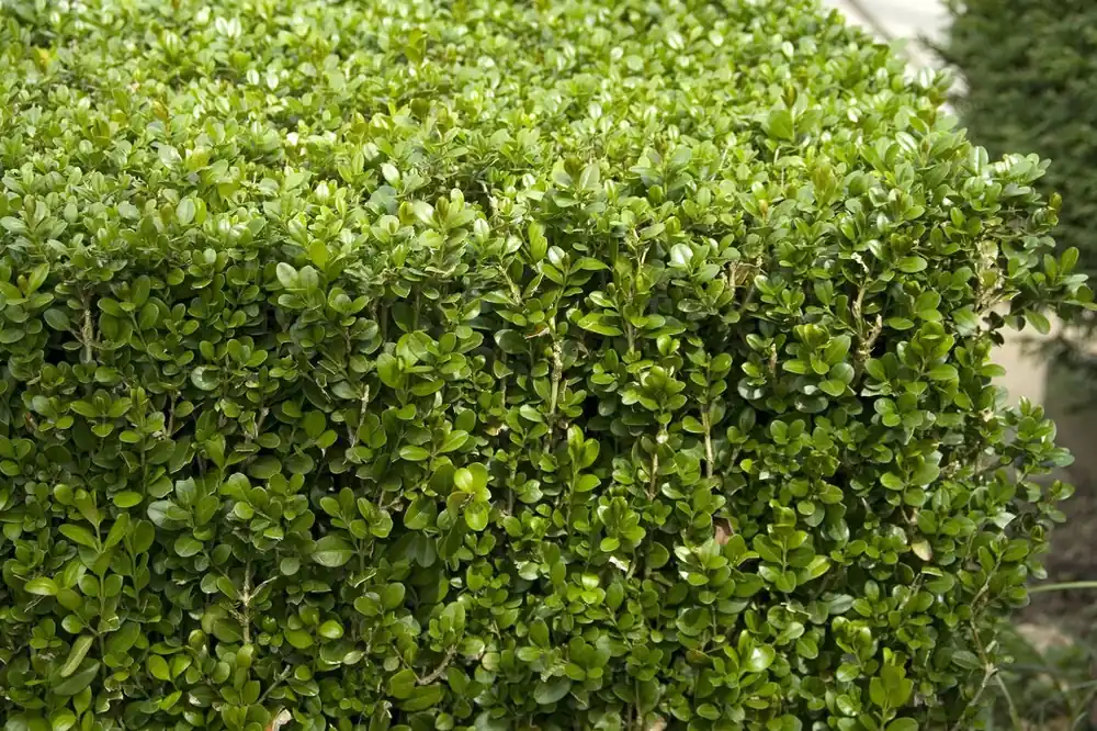 Direct kopen | Buxus (Buxus microphylla ‘Faulkner‘)