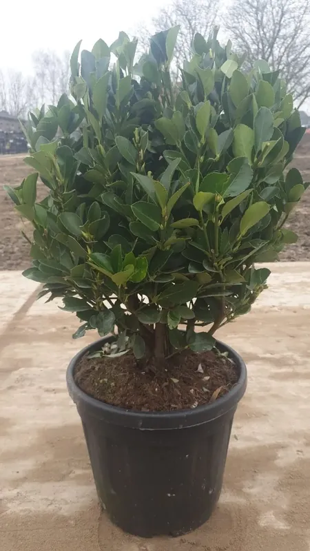 Kardinaalshoed als bol (Euonymus japonicus) - Bestseller