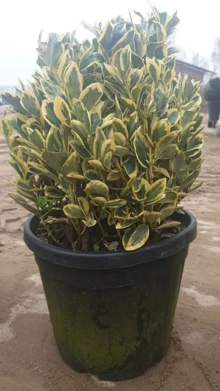 Kardinaalshoed als bol (Euonymus japonicus ‘Bravo‘) - Superprijs