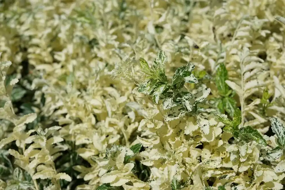 Kardinaalsmuts (Euonymus fortunei ‘Harlequin‘) - Actieprijs