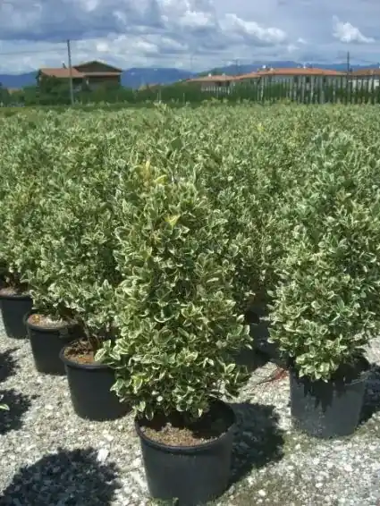 Wees er snel bij - Kardinaalshoed (Euonymus japonicus ‘Bravo‘)