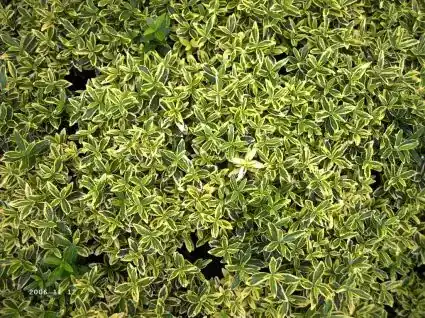 Mis het niet - Kardinaalsmuts (Euonymus japonicus ‘Microphyllus Aureovariegatus‘)