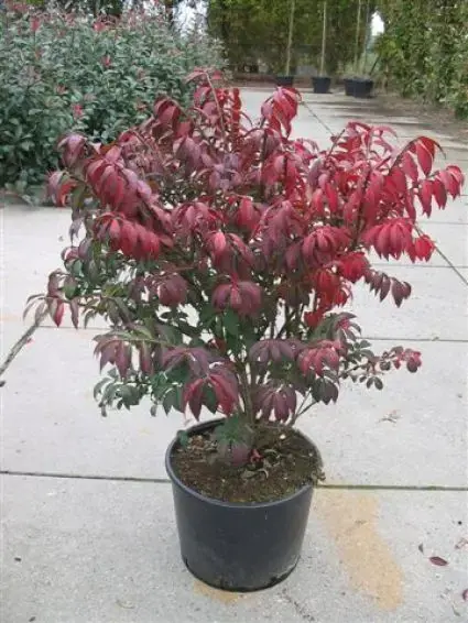 Kardinaalshoed (Euonymus alatus ‘Compactus‘) - Veel gekozen