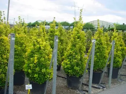 Kardinaalshoed, piramide (Euonymus japonicus ‘Aureus‘) | Klantfavoriet