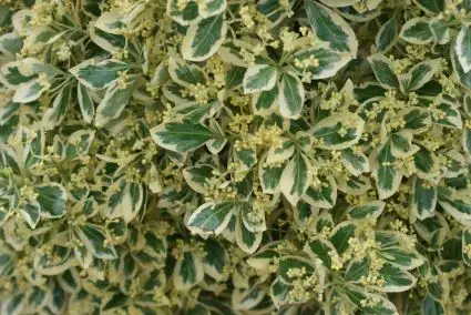 Kardinaalshoed als pyramide (Euonymus japonicus ‘Bravo‘) | Slechts tijdelijk