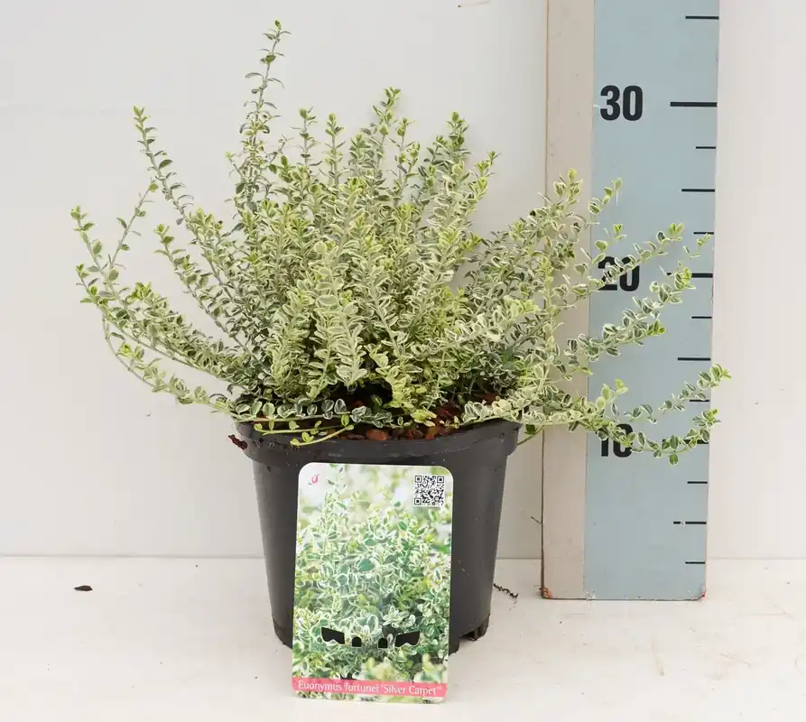 Kardinaalsmuts (Euonymus fortunei ‘Silver Carpet‘) | Professionele kwaliteit