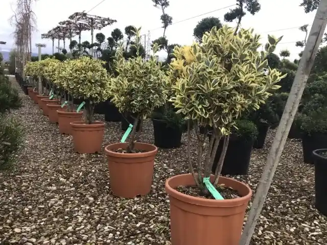 Nog enkele stuks | Kardinaalshoed als meerstam (Euonymus japonicus ‘Bravo‘)