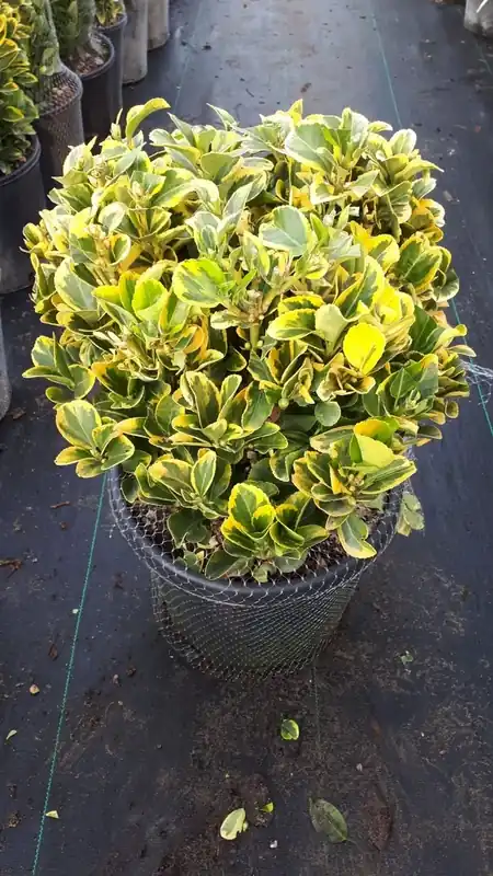 Zeer goed beoordeeld - Kardinaalshoed als bol (Euonymus japonicus ‘Aureus‘)
