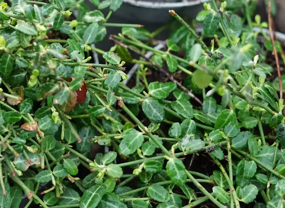 Topkwaliteit - Japanse kardinaalsmuts (Euonymus fortunei ‘Minimus‘)