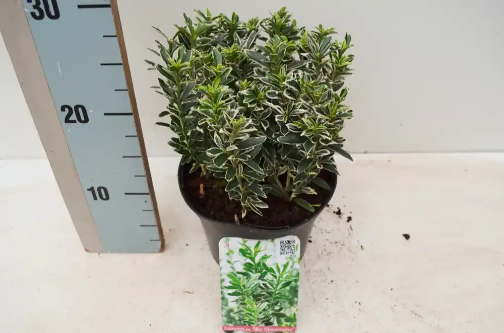 Veilig betalen | Kardinaalsmuts (Euonymus ‘Microphyllus Albovariegatus‘)