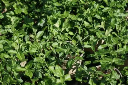 Actie loopt bijna af | Kardinaalsmuts (Euonymus fortunei ‘Hort‘s Blaze‘)