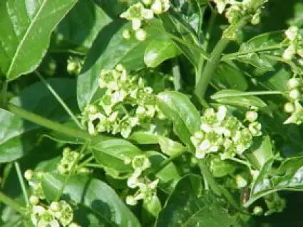 Wilde kardinaalsmuts, bosplantsoen (Euonymus europaeus) - Laatste dagen