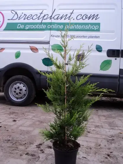 Nieuw | Haagconifeer (Cupressocyparis leylandii ‘Castlewellan Gold‘ )