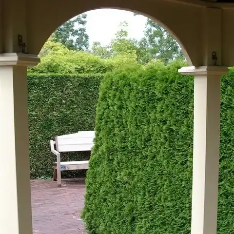 Thuja occidentalis ‘Smaragd‘ (mooie compacte haagconifeer) bestellen - Beste prijs