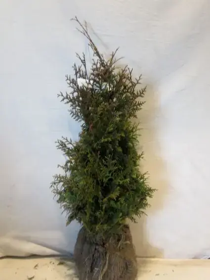 Thuja plicata ‘Gelderland‘ (haagconifeer) bestellen bij Directplant | Aanbieding