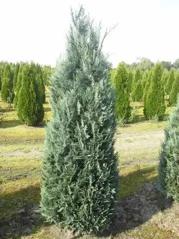 Premium | Blauwe haagconifeer (Chamaecyparis lawsoniana ‘Columnaris‘)