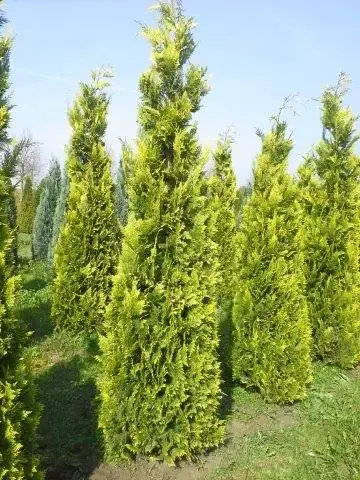 Gele haagconifeer (Chamaecyparis lawsoniana ‘Ivonne‘) | Sale