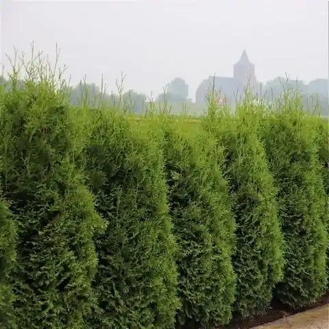 Opruiming | Groene haagconifeer (Thuja occidentalis ‘King of Brabant‘)