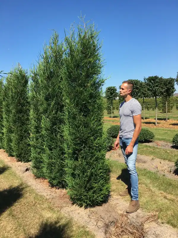 Op = op - Grote Leylandcipres (Cupressocyparis leylandii ‘2001‘)