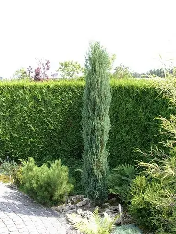 Uitverkoop - Jeneverbes (Juniperus scopulorum ‘Skyrocket‘)
