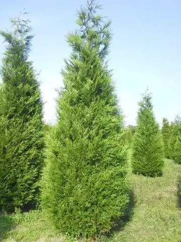 Levensboom (Thuja plicata ‘Atrovirens‘) - Net binnen