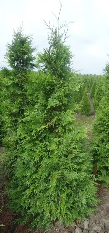 Thuja plicata ‘Excelsa‘ online bestellen bij Directplant | Veilige betaling