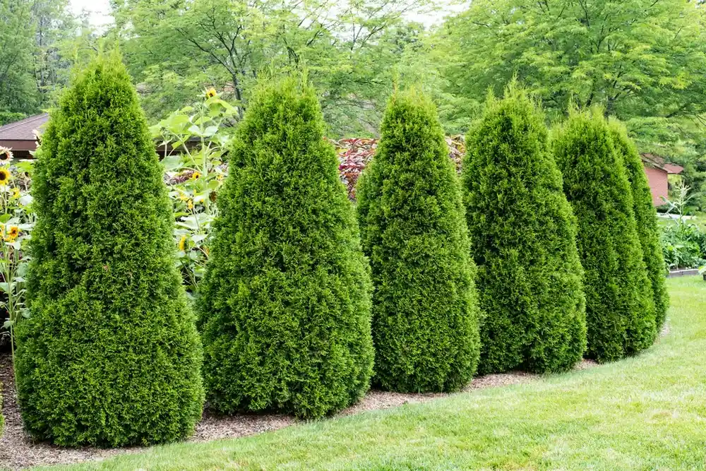 Pak je kans - Thuja (Thuja occidentalis ‘Pyramidalis Compacta‘)