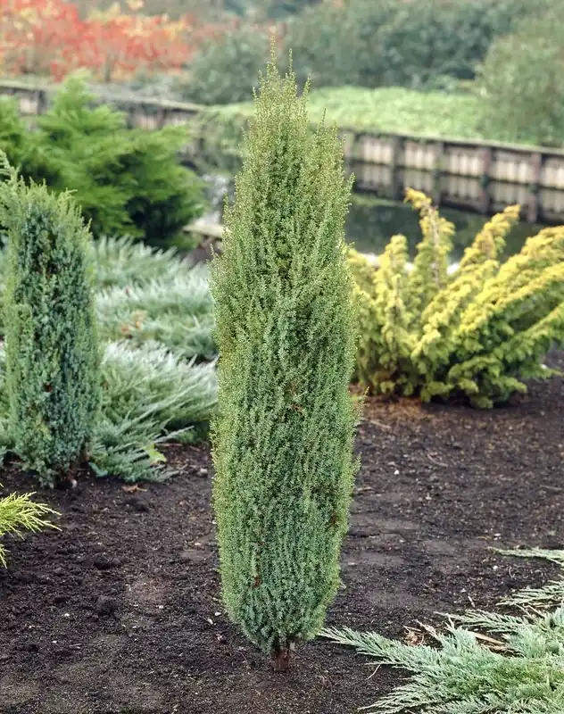 Flitsaanbieding | Juniperus communis ‘Arnold‘ (zuilvormige Jeneverbes) kopen en online bestellen