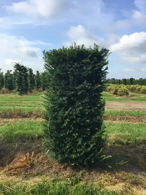 Taxus als Haagelement (Taxus baccata) | Makkelijk bestellen