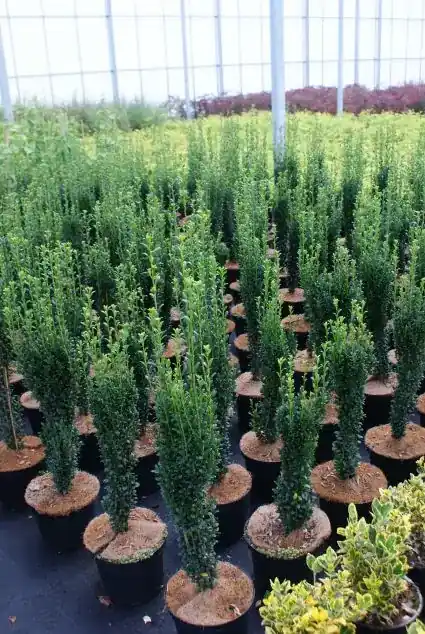 Hoog gewaardeerd - Japanse Hulst (Ilex crenata ‘Fastigiata‘)