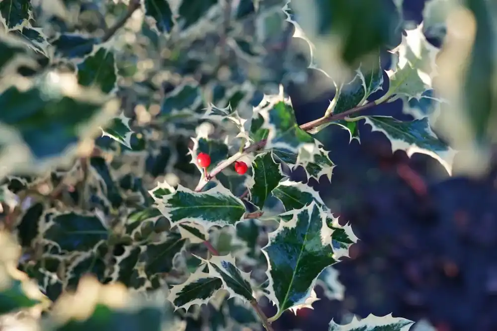 Bonte hulst in bolvorm (Ilex aquifolium ‘Argentea Marginata‘) - Verlaagde prijs
