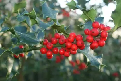 Hulst (Ilex aquifolium ‘Alaska‘) - Direct beschikbaar