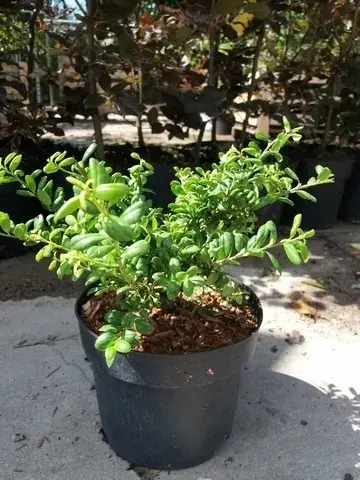 Japanse Hulst (Ilex crenata ‘Green Lustre) - Op voorraad