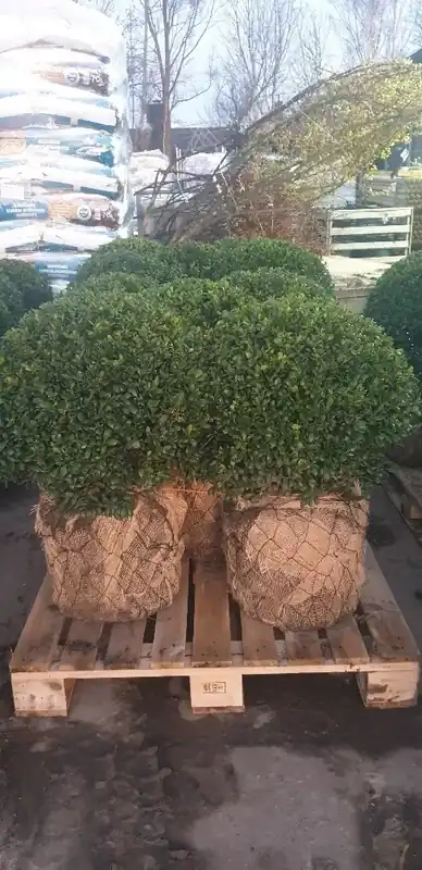 Nieuw binnengekomen - Japanse hulst als bol (Ilex crenata ‘Hetzi‘)