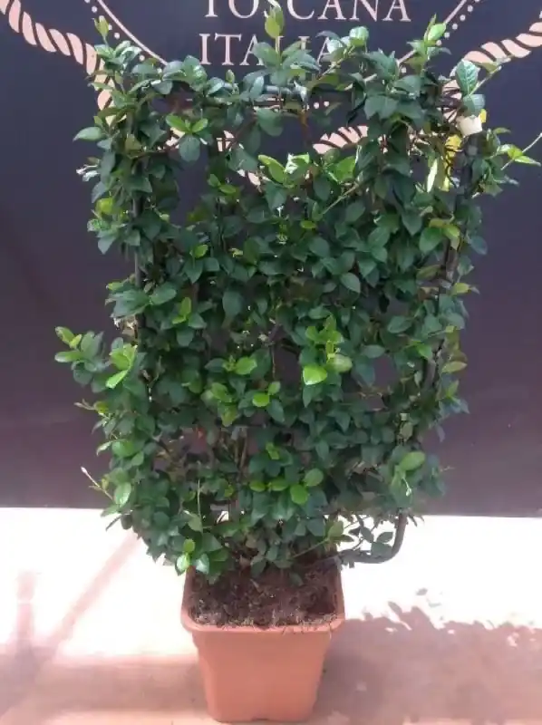 Scherpe prijs - Toscaanse Jasmijn als leivorm(Trachelospernum jasminoides)