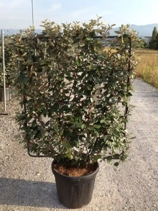 Olijfwilg als leivorm (Elaeagnus ebbingei) - Extra voordeel