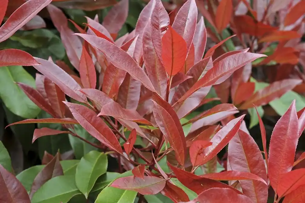 Topprijs | Glansmispel als leivorm (Photinia fraseri ‘Red Robin‘)