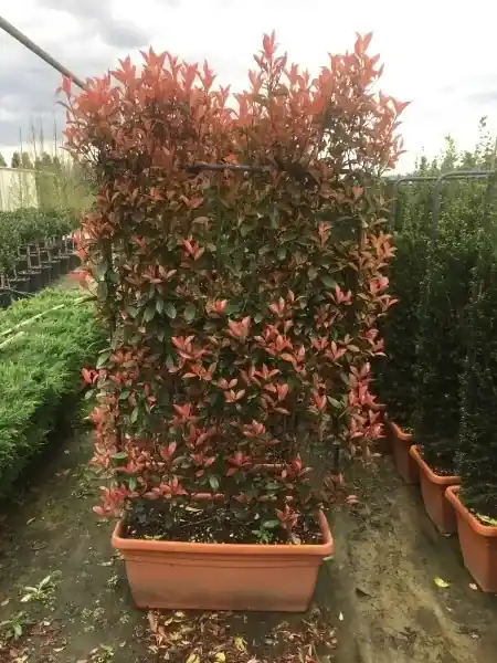 Nieuw in het assortiment | Glansmispel meeneemhaag (Photinia fraseri ‘Red Robin‘)